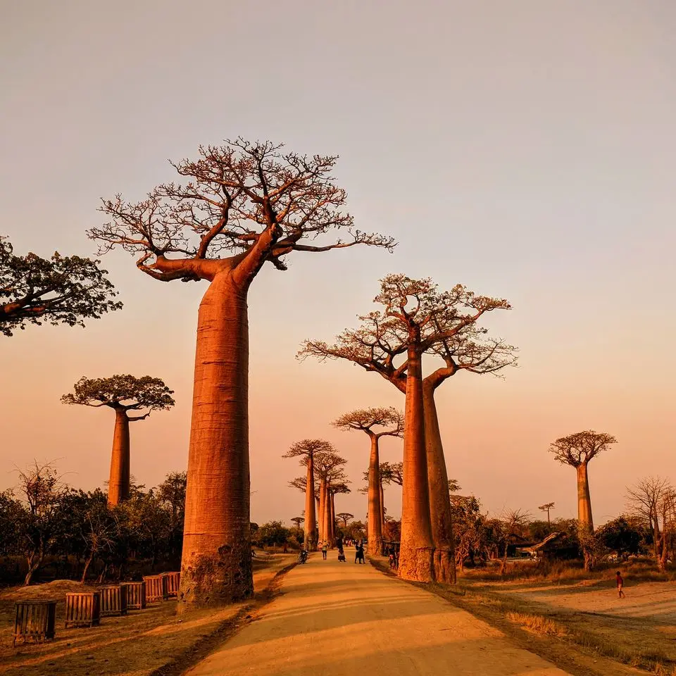 Galeria5 Madagascar